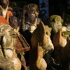 狸の横顔