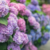 紫陽花6