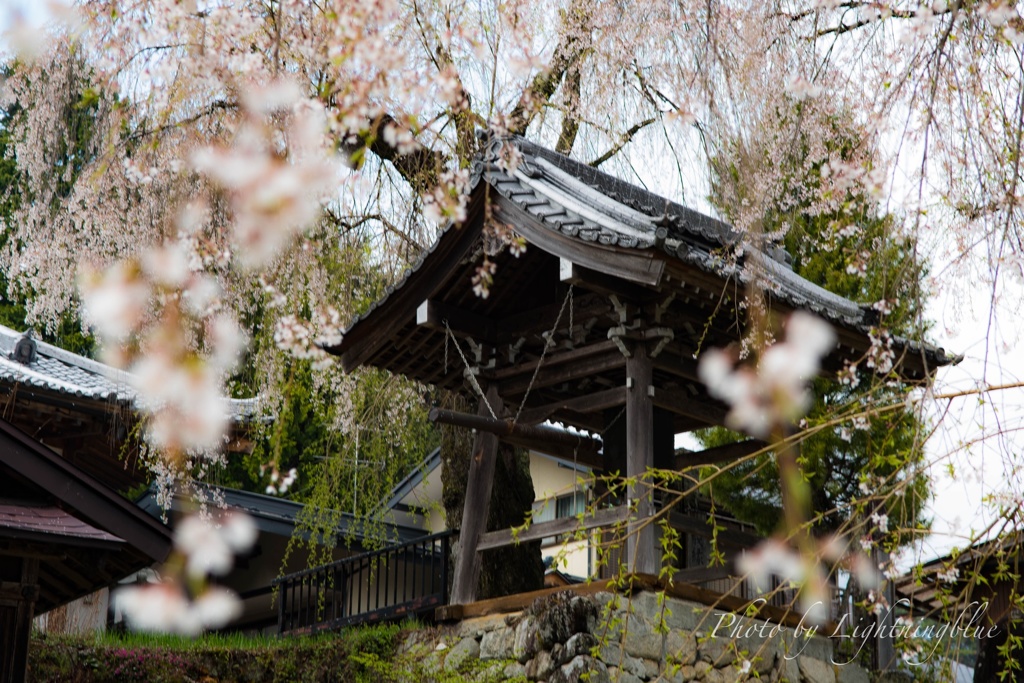 桜舞う鐘