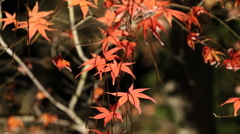 岡山・後楽園・紅葉③