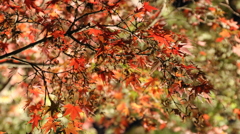 岡山・後楽園・紅葉②