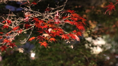 岡山・後楽園の紅葉