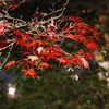 岡山・後楽園の紅葉