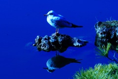 青の世界の鳥