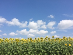 南はあっちか