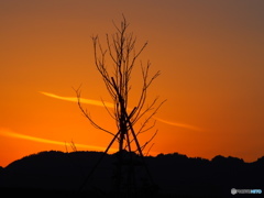 立木夕暮