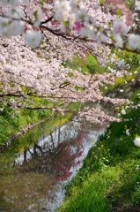 隼人堀川の春