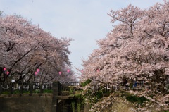 権現堂の桜