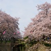 権現堂の桜