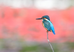 水面に映る赤い橋をバックに。
