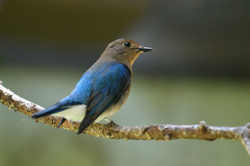 オオルリの幼鳥１