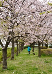 桜舞い散る散歩道