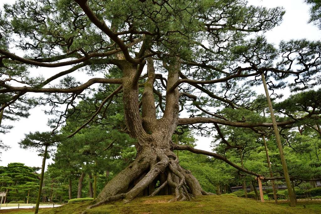 根上松