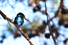 松の枝の中で。