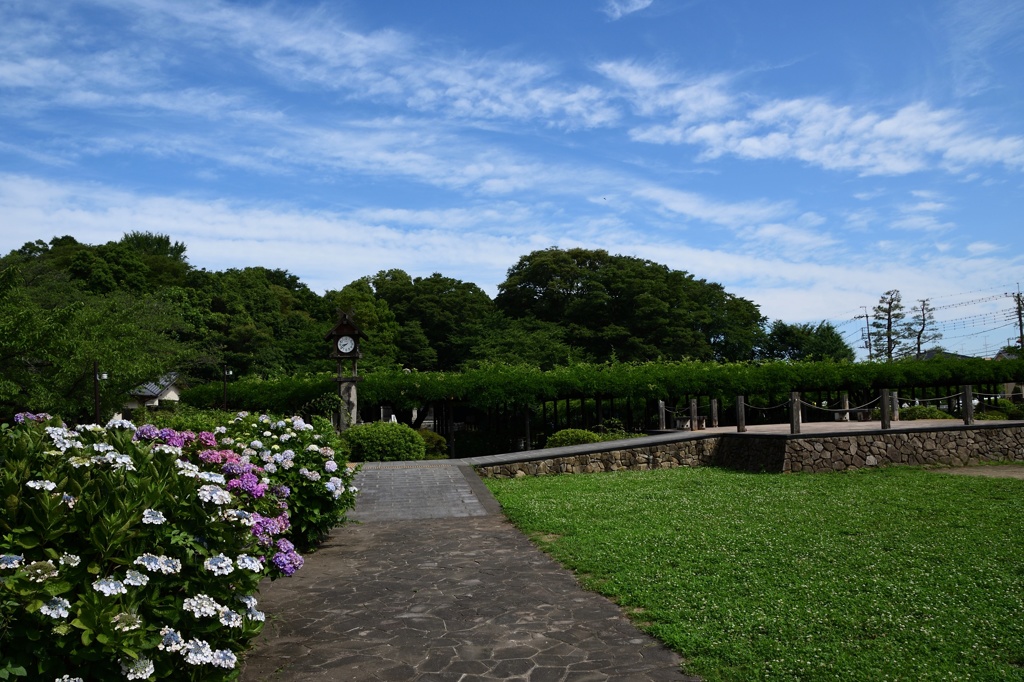 玉敷公園のあじさい