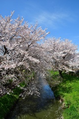 青空と桜