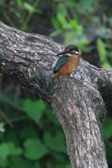 カワセミの幼鳥１