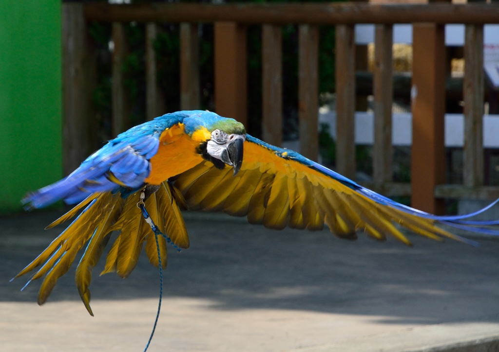 オウムが必死です！