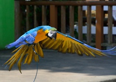 オウムが必死です！