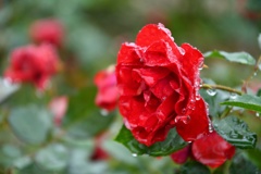 raindrops3