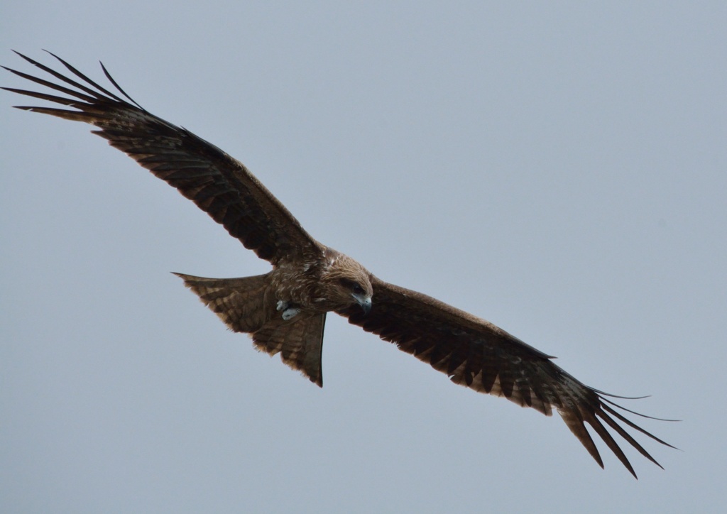 氷見漁港の鳶！