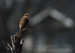 黒浜沼の野鳥