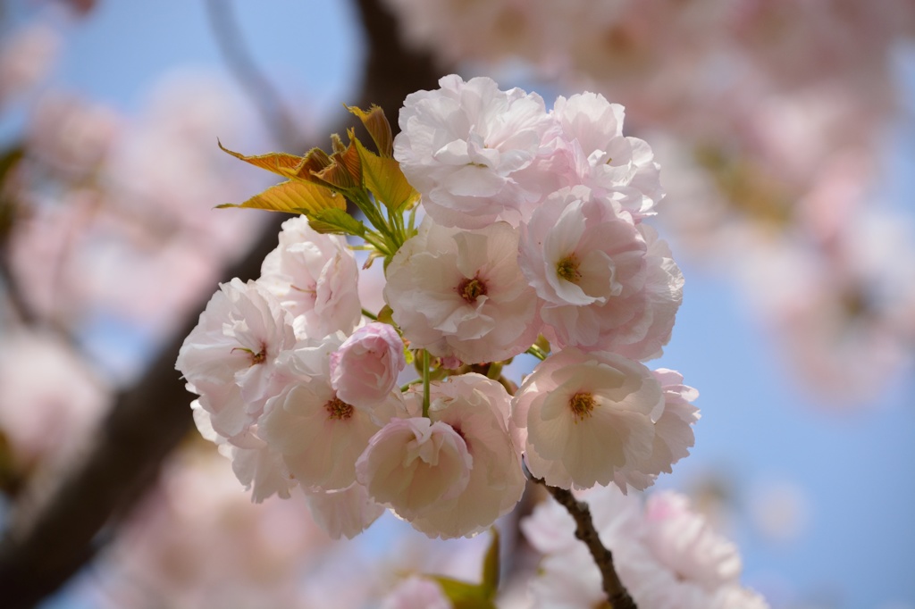 八重桜