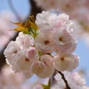 八重桜