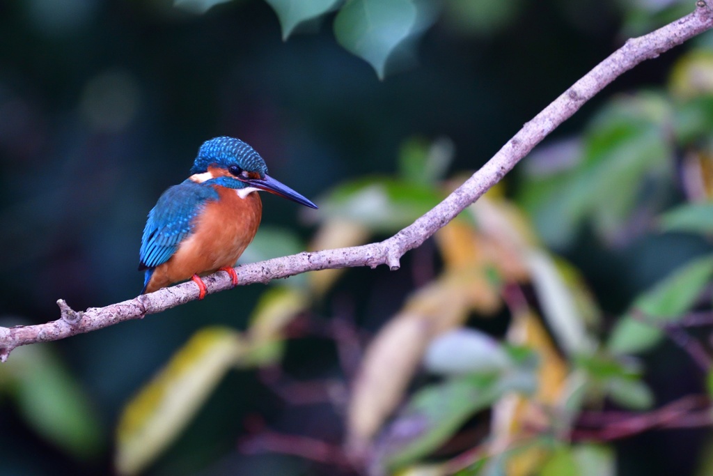 狙いを定める。