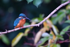 狙いを定める。