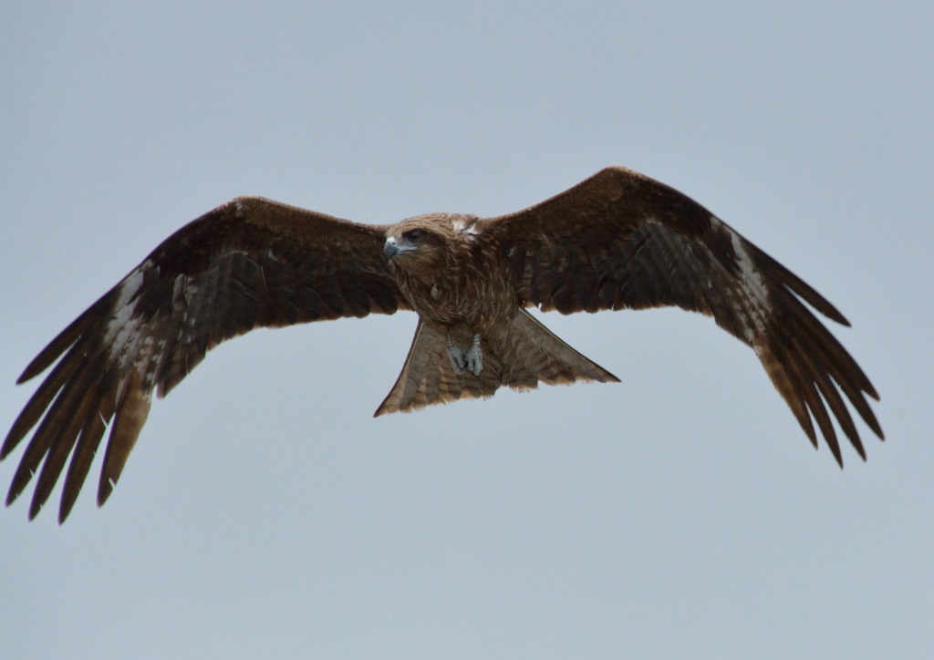 氷見漁港の鳶！