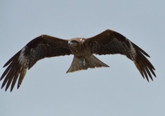 氷見漁港の鳶！