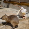 カピバラvsペリカン