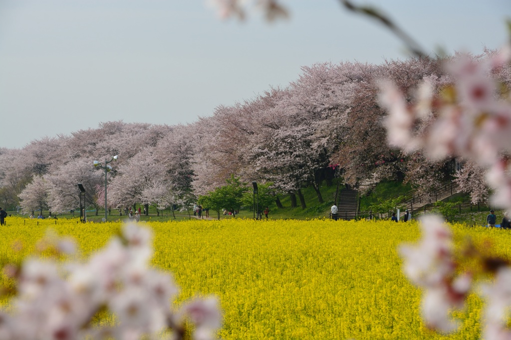 権現堂の桜