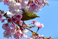 桜の中から。