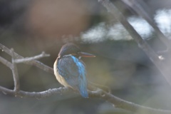 近所の沼のカワセミ１