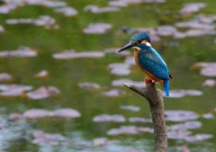カワセミの鋭い眼光