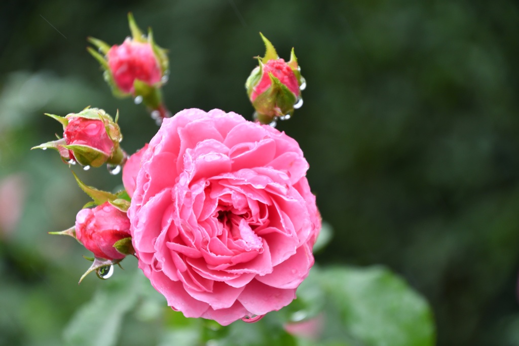raindrops2