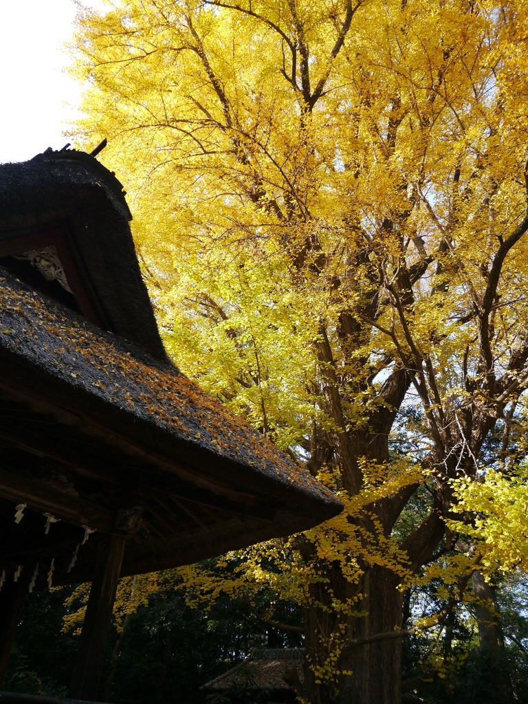 秋の玉敷神社