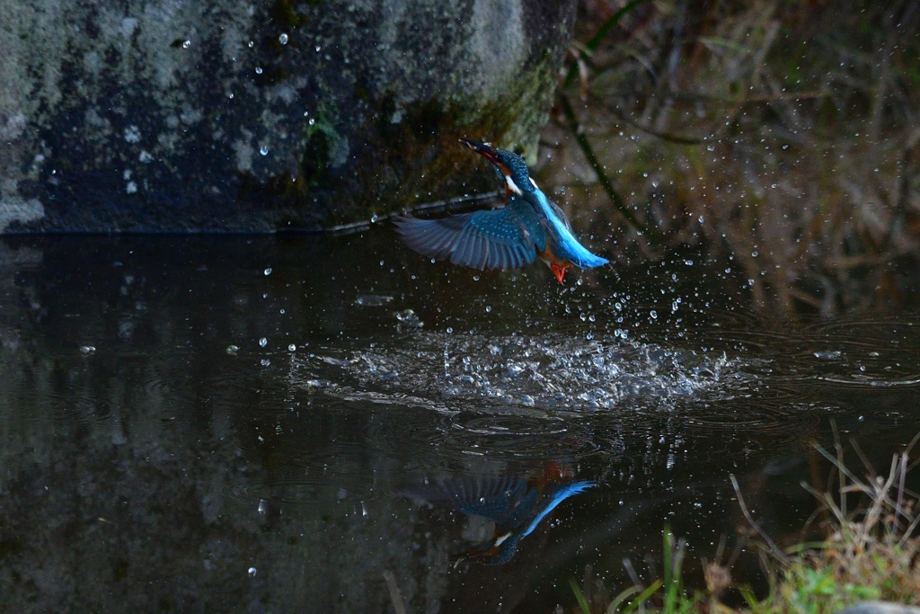 飛び込み成功。その２