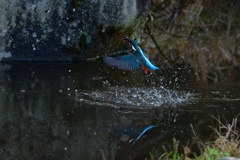 飛び込み成功。その２