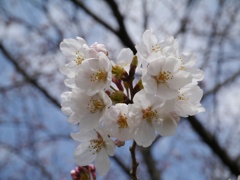 咲き始め