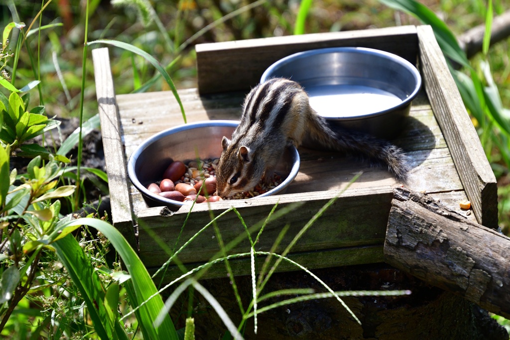 食事中！