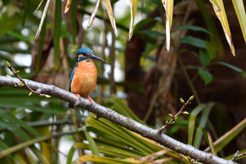 ジャングルにいる感じ。