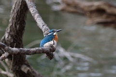 近所の沼のカワセミ１