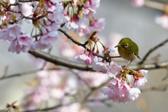 早咲きの桜の中で。