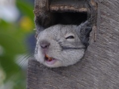 寝起きの悪いリス！