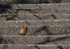 今日のカワセミ！