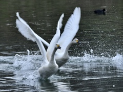 ハクチョウのtake off