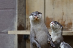 今日は「世界カワウソの日」でした。２